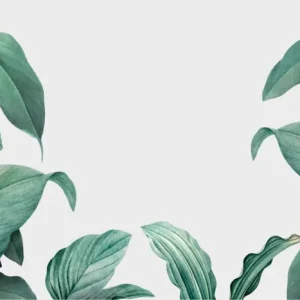 Tylko dziś Fototapeta Tropical Leaves Frame