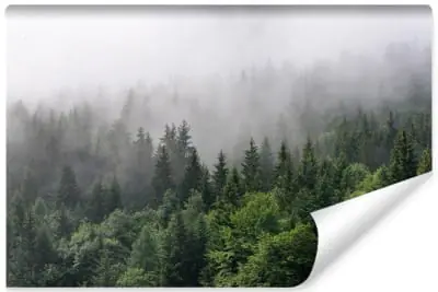 Wybór klientów Fototapeta Drzewa We Mgle