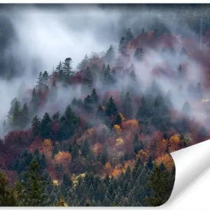 Dodaj do koszyka Fototapeta Jesienny Las W Pięknej Mgle