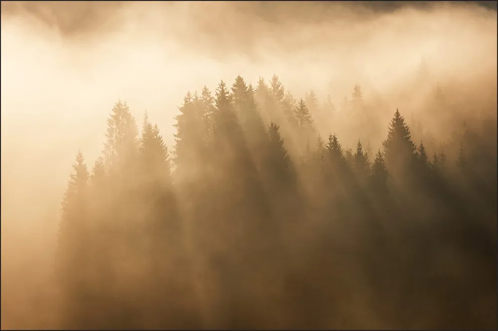 Fototapeta Las We Mgle Dodaj do koszyka