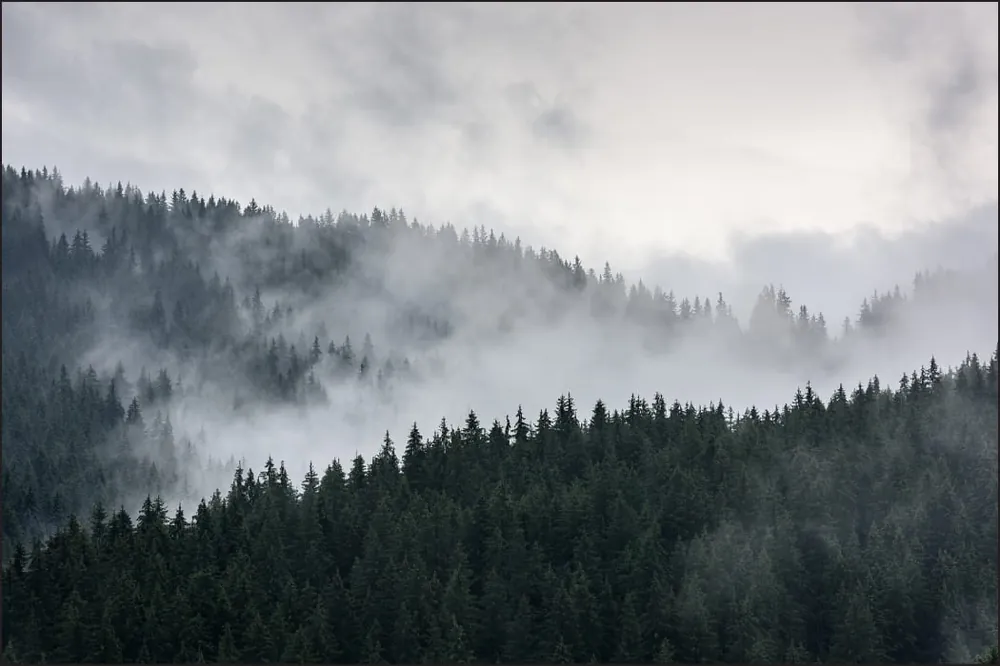 Ostatnie sztuki Fototapeta Mglisty Las Sosnowy