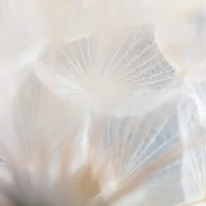 Zniżka Fototapeta Abstract Dandeli. Seed Macro Closeup. Soft Focus