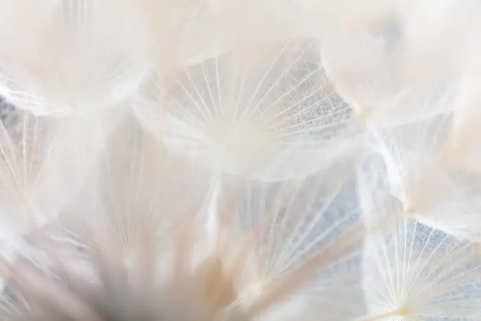 Zniżka Fototapeta Abstract Dandeli. Seed Macro Closeup. Soft Focus