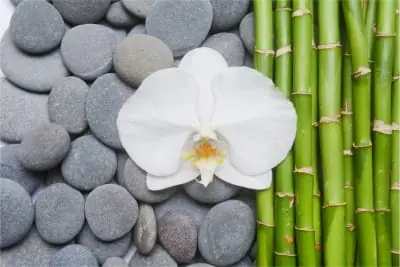 Fototapeta Bambusy Z Kamieniami I Orchideą Ograniczona ilość