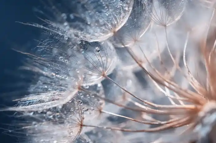 Fototapeta Beautiful Dandelion Close-Up With Dew Or Water Drops. Gentle Abstract Natural Background. Selective Focus. Bestseller