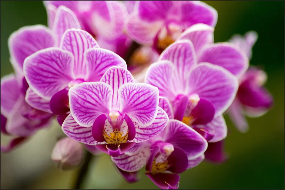 Fototapeta Bukiet Orchidei Zamów teraz