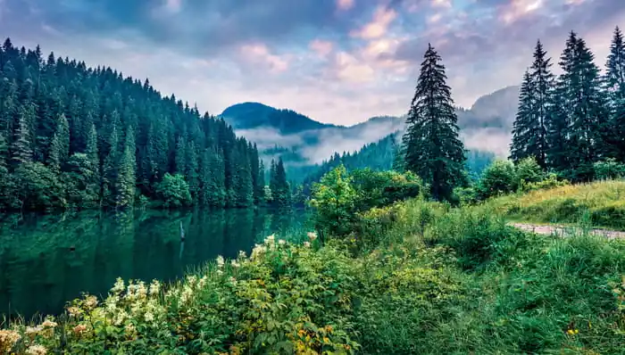 Fototapeta Dramatic Morning Scene Of Lacu Rosu Lake. Misty Summer Sunrise In Harghita County, Romania, Europe. Beauty Of Nature Concept Background. Tylko do końca tygodnia
