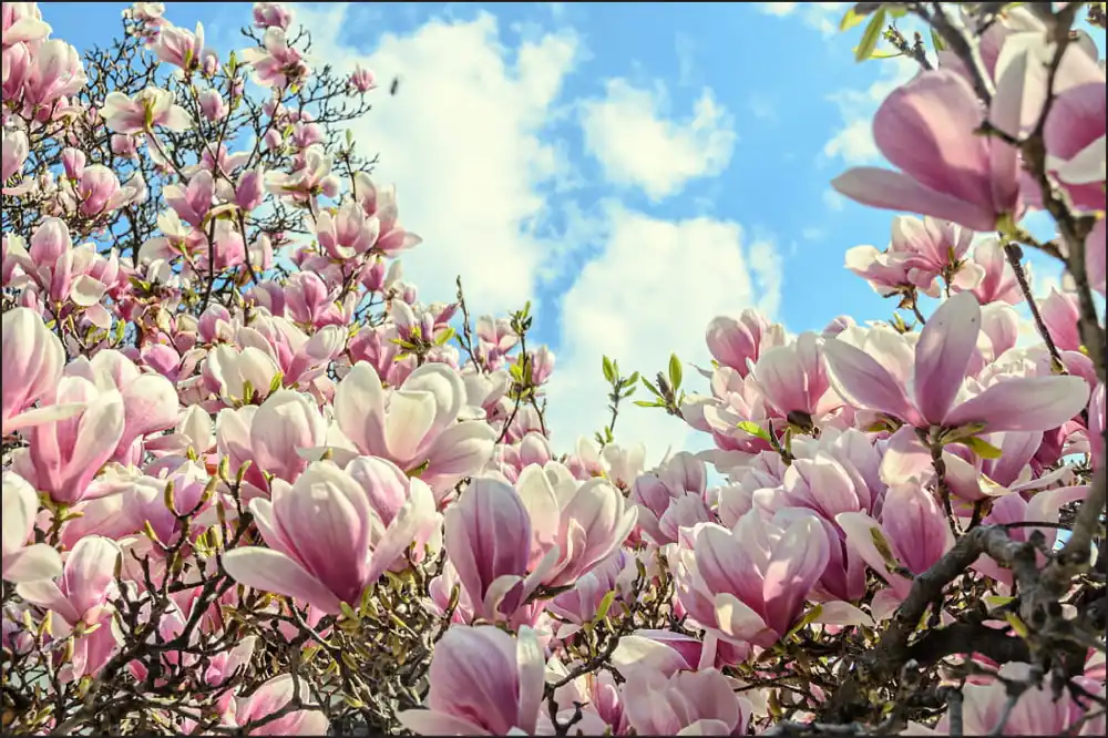 Fototapeta Kolorowa Kwitnąca Magnolia Zamów teraz