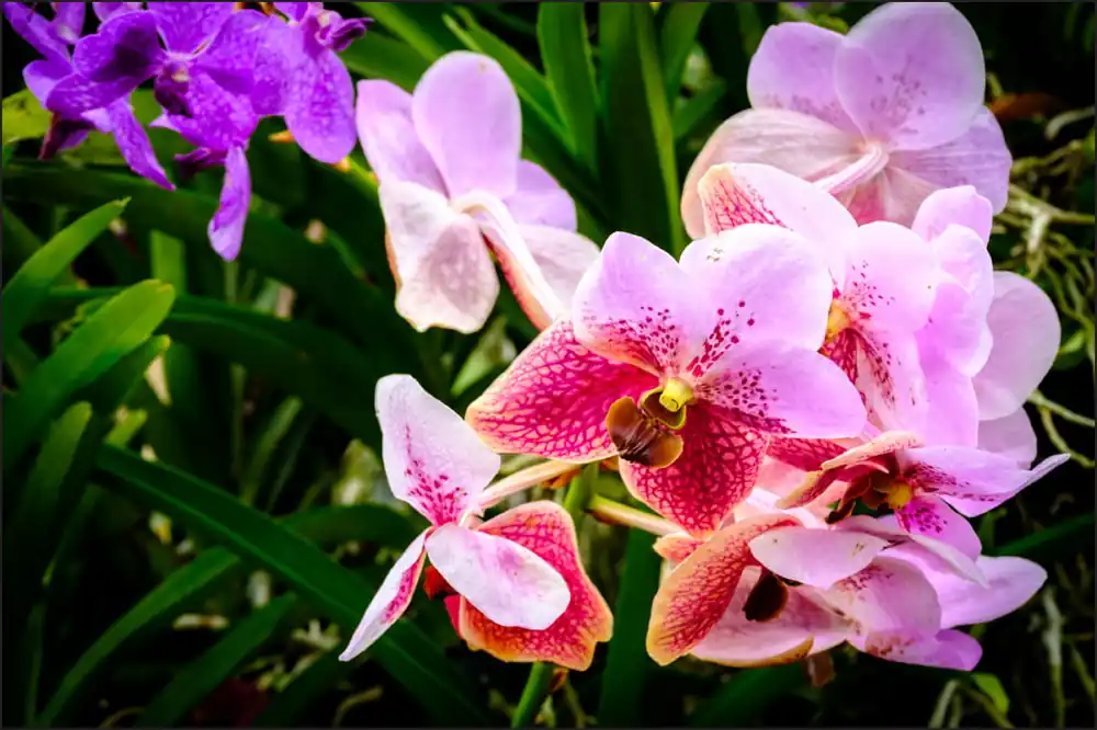 Ostatnie sztuki Fototapeta Kolorowe Orchidee 3D