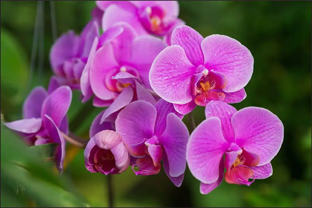 Fototapeta Kwiaty Orchidei 3D Obniżka ceny