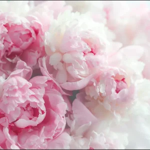 Tylko dziś Fototapeta Kwitnące Peonie