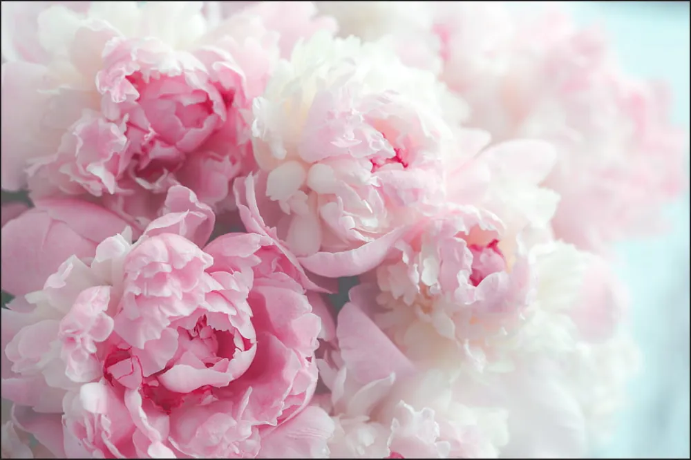 Tylko dziś Fototapeta Kwitnące Peonie