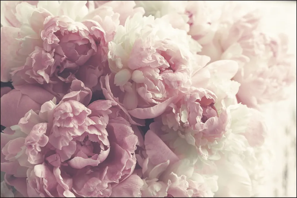 Nowy Fototapeta Kwitnące Peonie