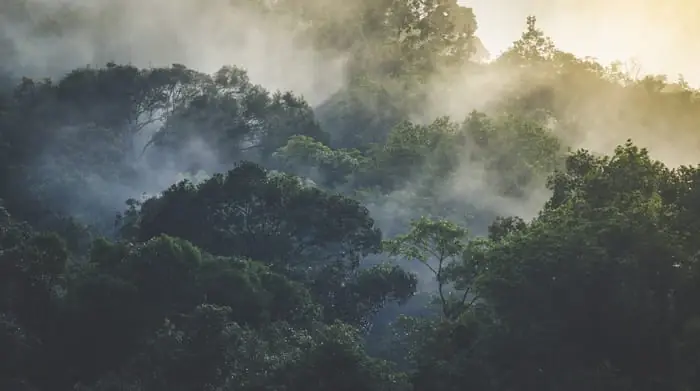 Fototapeta Landscape Of Asia Tropical Rainforest, Canopy Tree Of Jungle Green Forest Park Outdoor, Nature Environment Mountain View, Concept Of Freedom Relaxation In Holiday For Spa Yoga And Retreat Do wyczerpania zapasów