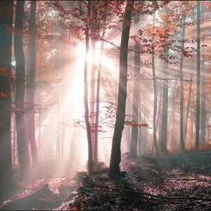 Zamów teraz Fototapeta Las Barwy Jesieni