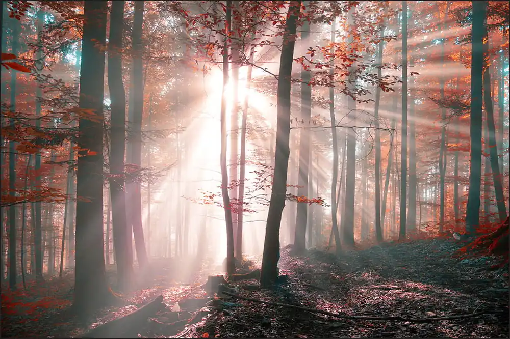 Zamów teraz Fototapeta Las Barwy Jesieni