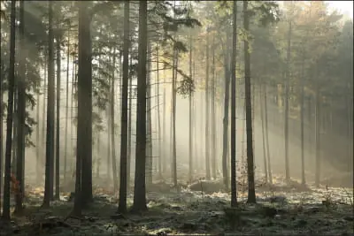 Super okazja Fototapeta Las Drzewa Mgła