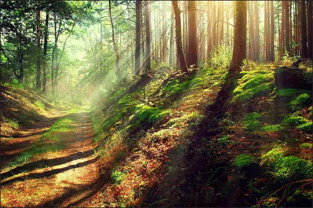 Fototapeta Las Natura Wysoka jakość