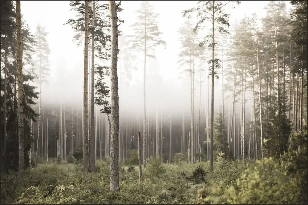 Fototapeta Las We Mgle Zamów dziś