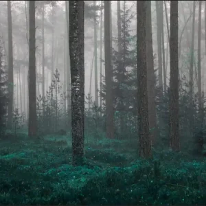 Bezpieczna płatność Fototapeta Las We Mgle
