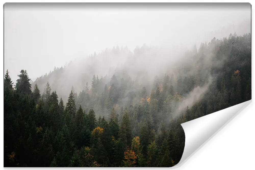 Fototapeta Las We Mgle Tylko do końca tygodnia