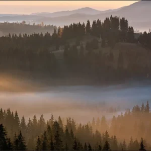 Wybór klientów Fototapeta Las We Mgle