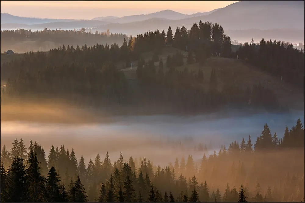 Wybór klientów Fototapeta Las We Mgle