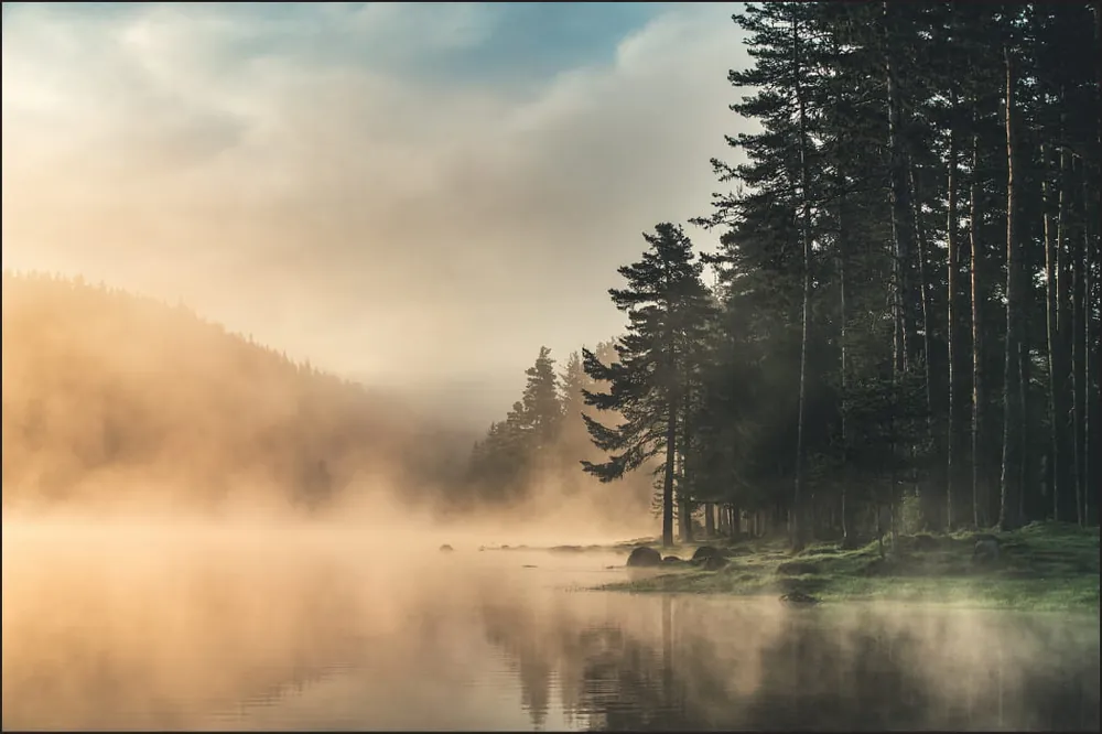 Fototapeta Las We Mgle Ostatnie sztuki