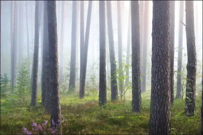 Fototapeta Las We Mgle Tylko dziś