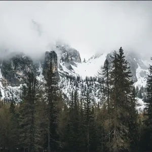 Tylko dziś Fototapeta Las We Mgle
