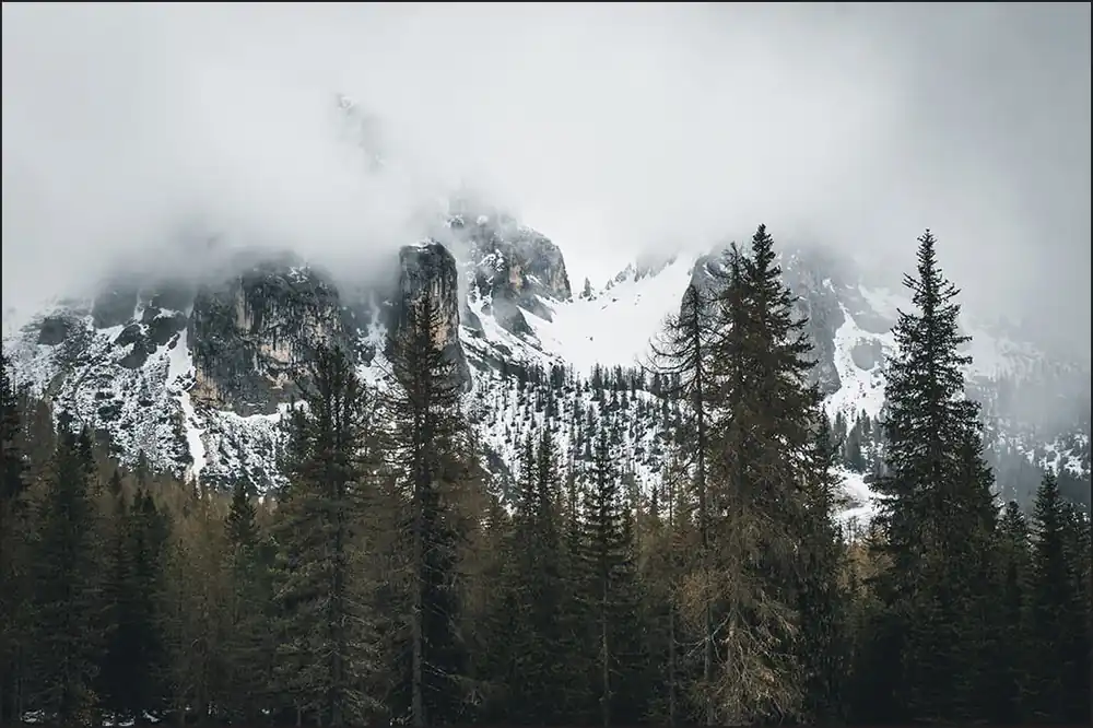 Tylko dziś Fototapeta Las We Mgle