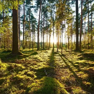 Wybór klientów Fototapeta Las Zachód Słońca