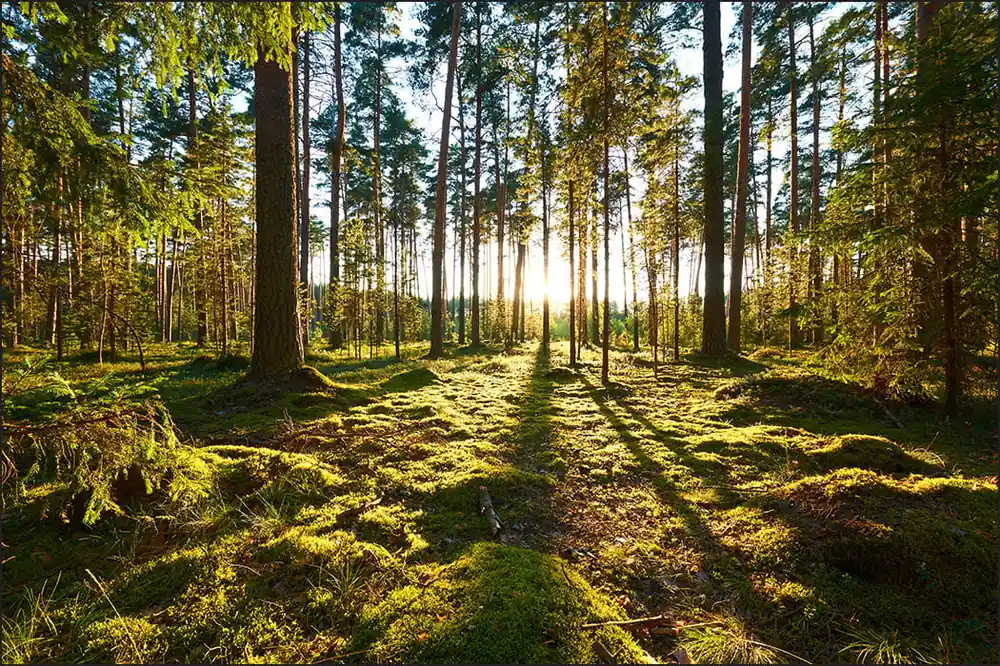 Wybór klientów Fototapeta Las Zachód Słońca