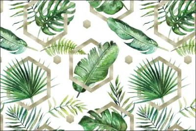 Fototapeta Liście Monstera Okazja
