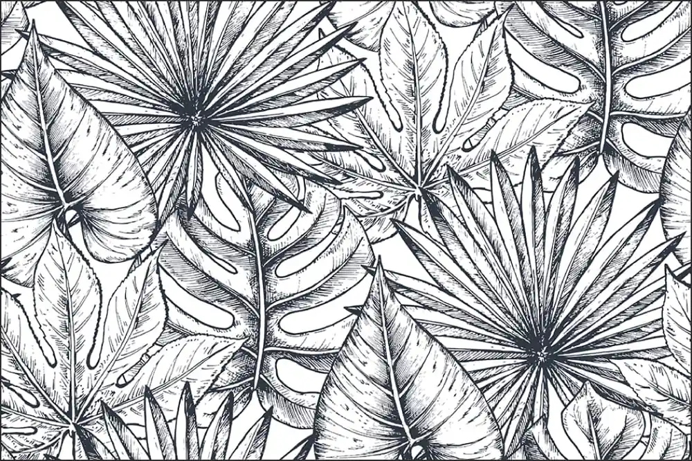 Ostatnia szansa Fototapeta Liście Monstera