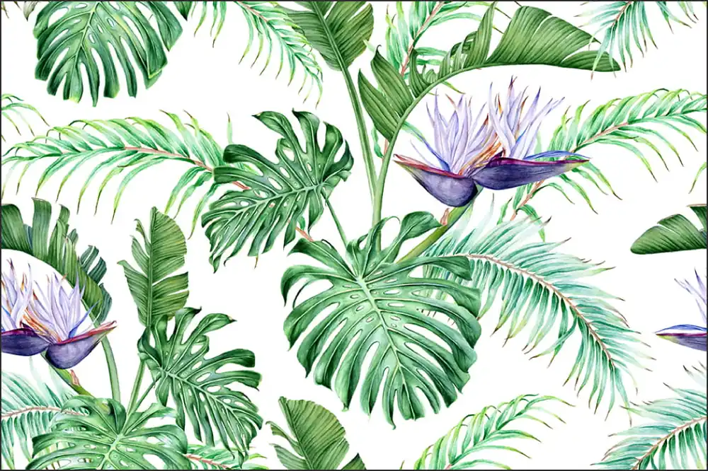 Obniżka ceny Fototapeta Liście Monstera