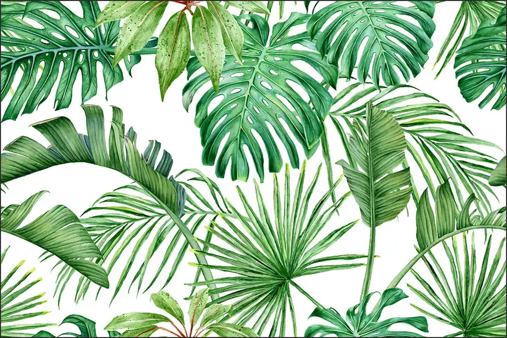 Fototapeta Liście Monstera Wyjątkowa oferta
