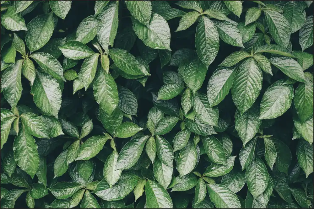 Fototapeta Liście Natura Szybka dostawa