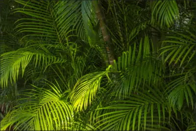 Fototapeta Liście Palmowe Oferta