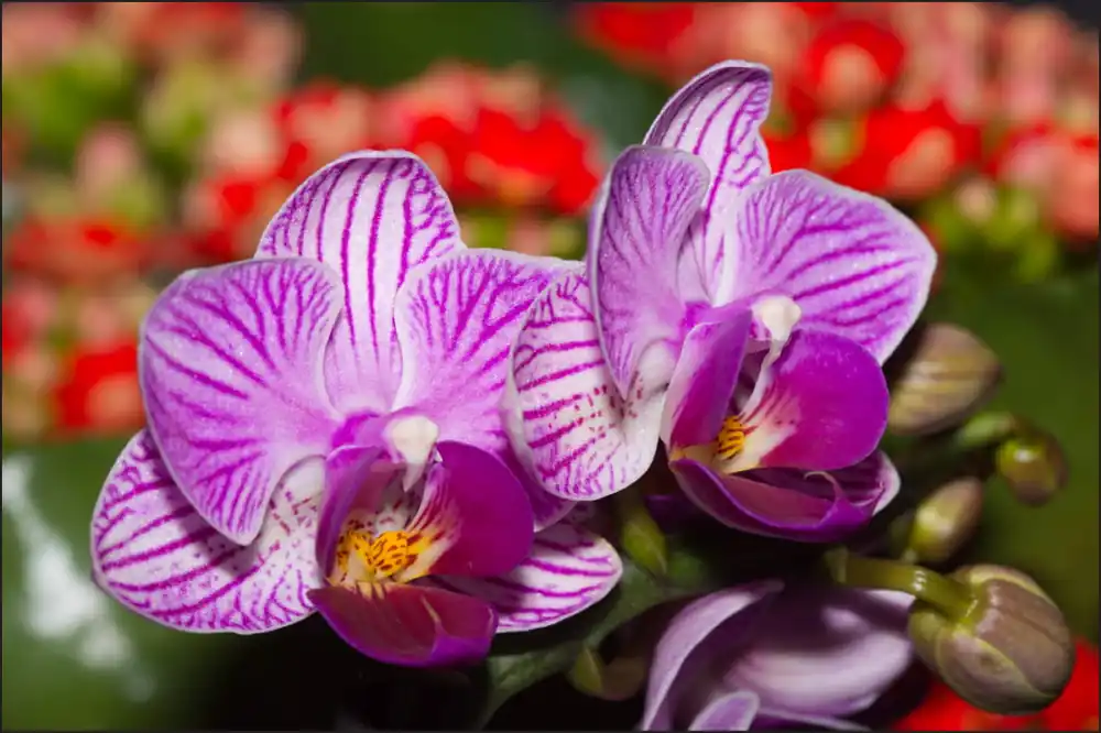 Ograniczona ilość Fototapeta Optyczna Orchidea 3D