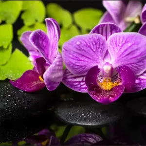 Do wyczerpania zapasów Fototapeta Orchidea Spa
