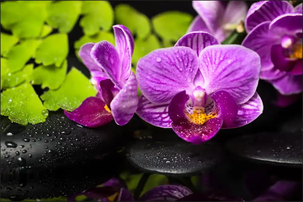 Do wyczerpania zapasów Fototapeta Orchidea Spa