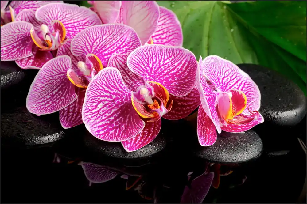 Oferta Fototapeta Orchidea Spa