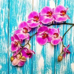 Wysoka jakość Fototapeta Orchidee Na Tle Desek