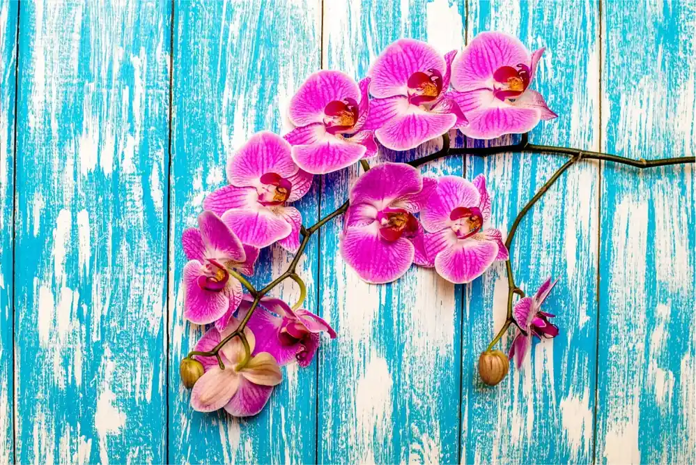 Wysoka jakość Fototapeta Orchidee Na Tle Desek