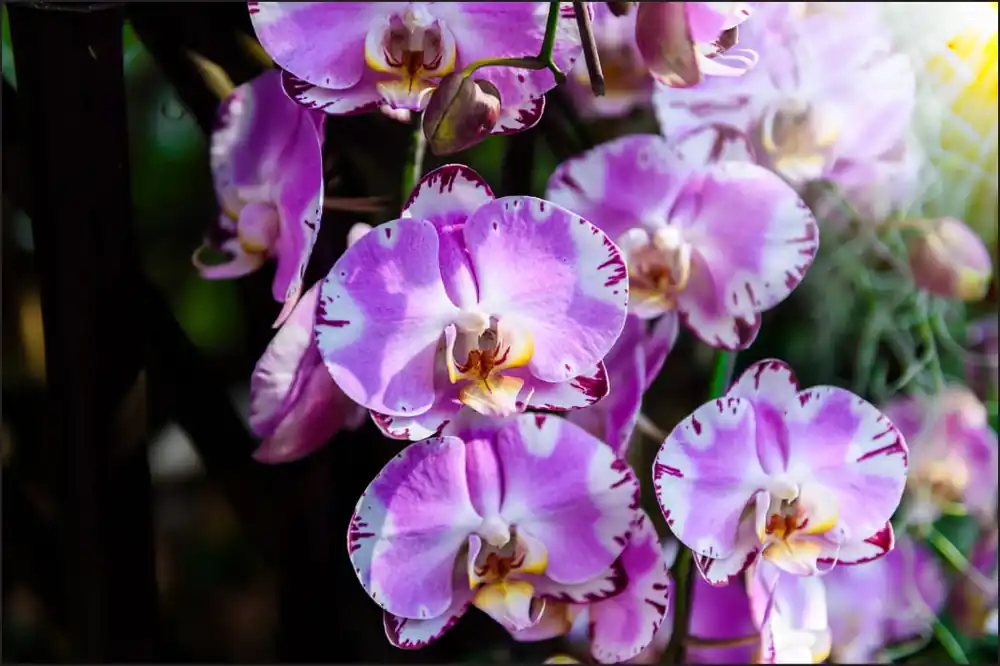 Ostatnie sztuki Fototapeta Piękne Orchidee