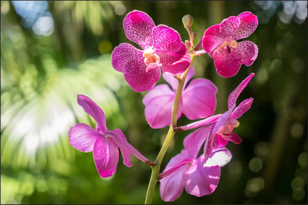 Fototapeta Piękne Orchidee Tylko dziś
