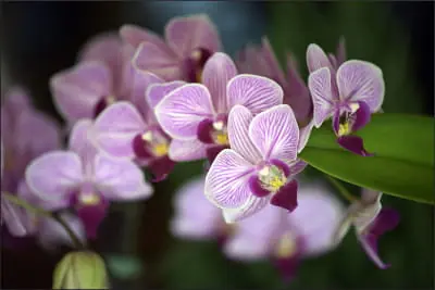 Okazja Fototapeta Piękne Orchidee