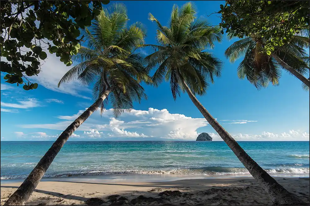 Wysoka jakość Fototapeta Plaża Ocean Palmy