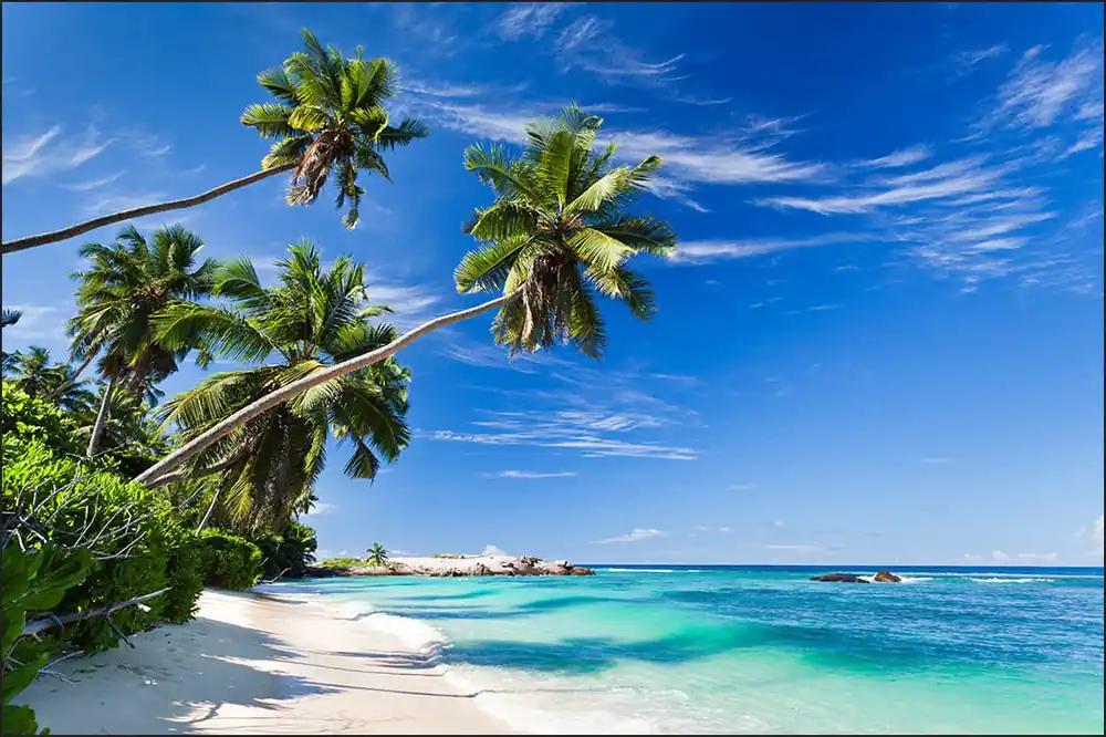 Fototapeta Plaża Ocean Palmy Nowość